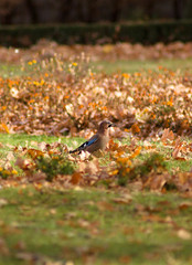 Garrulus glandarius, bird jay.