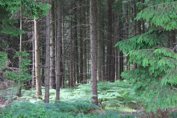 Obraz premium Nadelwald am Morgen