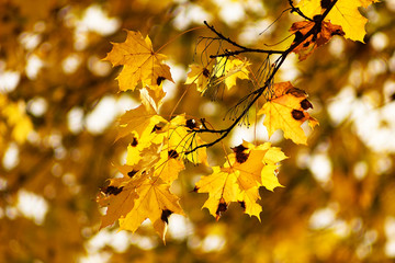 Yellow fall leaves of maple, autumn background.