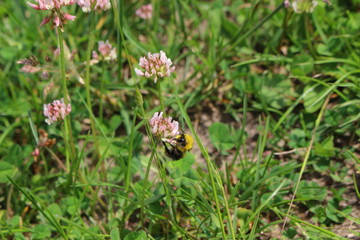Blumen auf einer Wiese