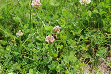Blumen auf einer Wiese