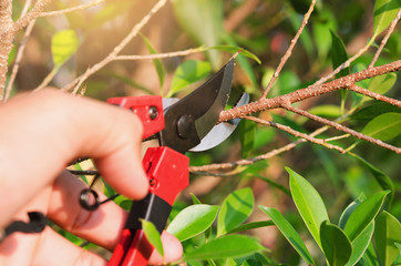 Close up hand pruning tree and pruning shear in garden