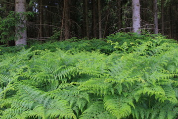 Farn im Wald