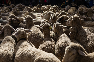 Flock of sheep passing through Madrid on the occasion of the feast of transhumance