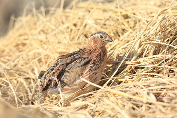 Japanese quail (Coturnix japonica) male in Japan