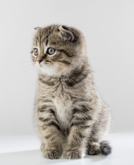 portrait of a cute kitten of a Scottish Fold cat on a white background looking attentively