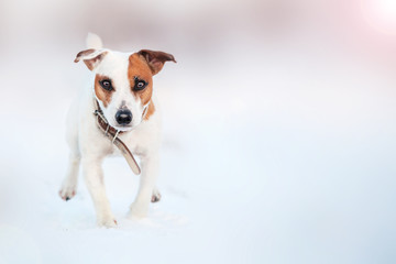 Dog running at winter