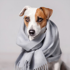 Dog wrapped in a scarf