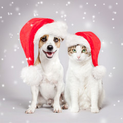 Dog and cat in christmas hat