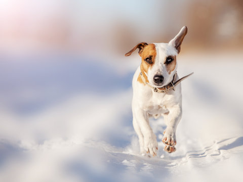Dog running at winter