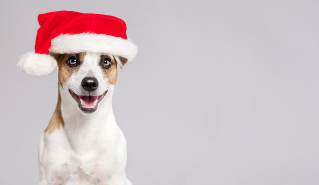 Happy Dog In Christmas Hat