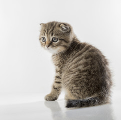 portrait of a cute kitten of a Scottish Fold cat on a white background looking attentively
