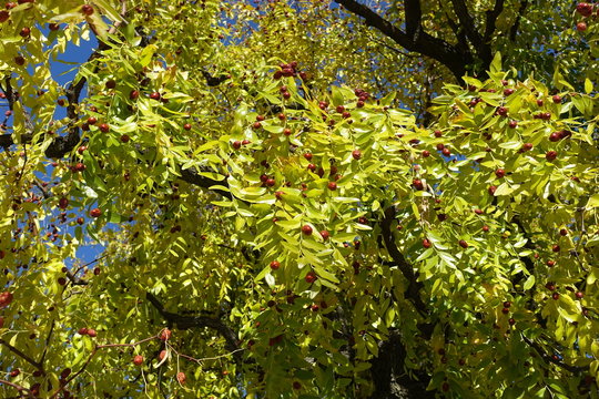 66 Best Jujubier Images Stock Photos Vectors Adobe Stock