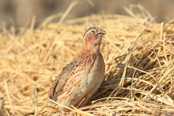 Japanese quail (Coturnix japonica) male in Japan