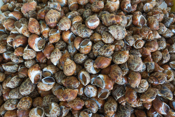 Babylonia areolate, Raw food in Thailand market.
