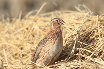 Japanese quail (Coturnix japonica) male in Japan