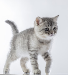 Fototapeta na wymiar portrait of a cute kitten of a Scottish Fold cat on a white background looking attentively