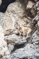 Perro suspedido en el precipicio de la montaña