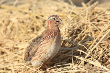 Japanese quail (Coturnix japonica) male in Japan