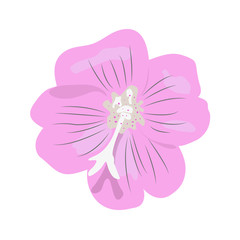 Isolated "Great Willowherb" flower (or Great Hairy Willowherb, Codlins and Cream, Apple Pie) - Eps10 vector graphics and illustration
