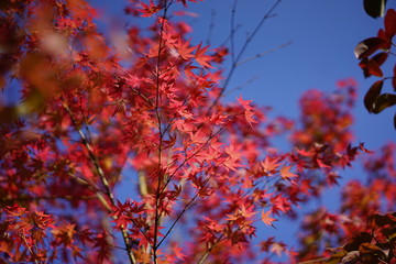 逆光の紅葉