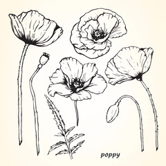 Set of hand-drawn Poppies, vector