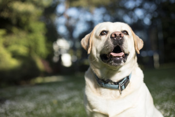 Golden Labrador