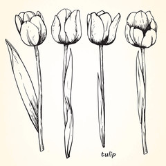 Set of hand-drawn Tulips, vector
