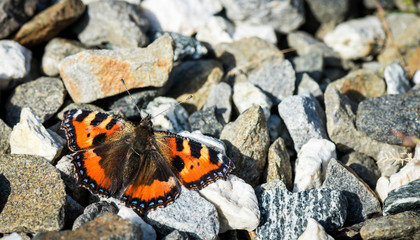 Fototapeta na wymiar orange butterfly on the stones