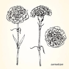 Set of hand-drawn Carnations, vector