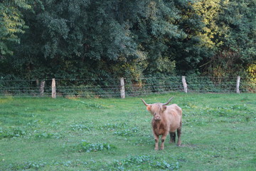 Schottland Kuh auf Wiese