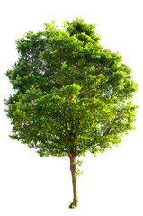 tree isolated on white background clipping paht