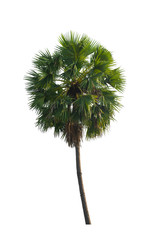 tree isolated on white background clipping paht