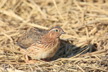 Japanese quail (Coturnix japonica) male in Japan