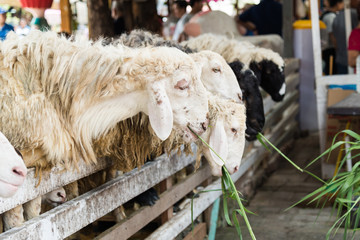 Goat is eating grass