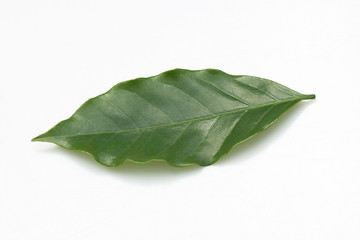 Obraz premium Coffee leaves