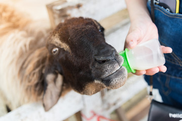 Goat is eating grass