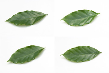 Coffee leaves