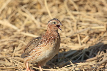Japanese quail (Coturnix japonica) male in Japan