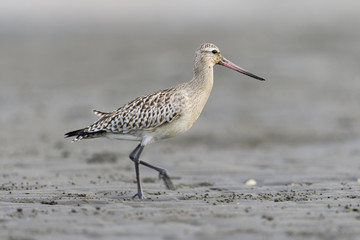 オオソリハシシギ幼鳥(bar-tailed godwit)