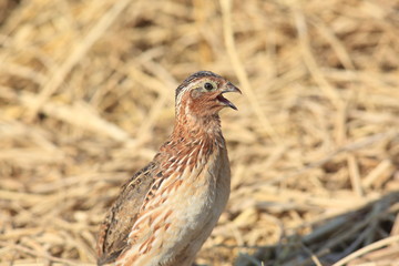 Japanese quail (Coturnix japonica) male in Japan