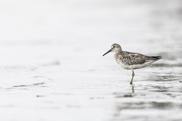 オバシギ幼鳥(great knot)