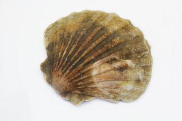 coquille