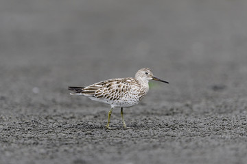 Obraz premium オバシギ幼鳥(great knot)
