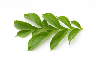 Green leaf naturally