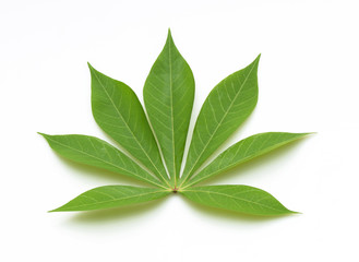 Green cassava leaves