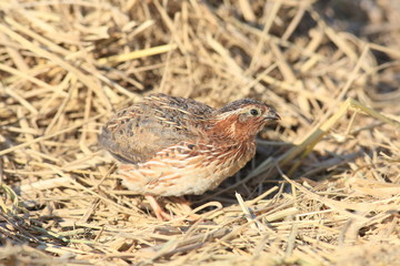 Japanese quail (Coturnix japonica) male in Japan