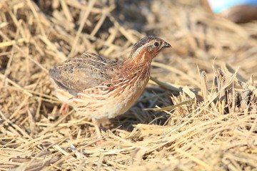 Japanese quail (Coturnix japonica) male in Japan