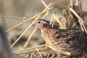 Japanese quail (Coturnix japonica) male in Japan