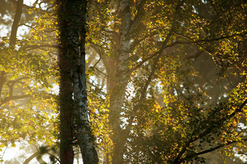 Forest Morning, Gorinsee, Brandenburg, Germany